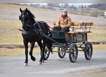 Frison Croisé, Hongre, 4 Ans, 152 cm, Noir