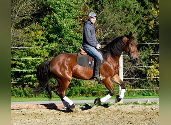 Frison, Hongre, 4 Ans, 155 cm, Bai cerise