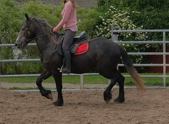 Frison Croisé, Hongre, 4 Ans, 155 cm, Gris noir