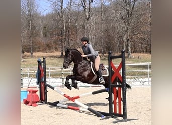 Frison Croisé, Hongre, 4 Ans, 155 cm, Noir