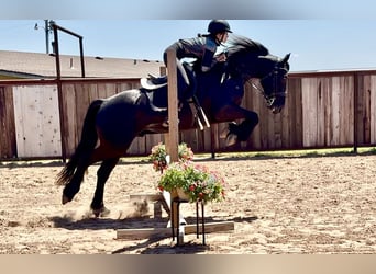 Frison Croisé, Hongre, 4 Ans, 155 cm, Noir