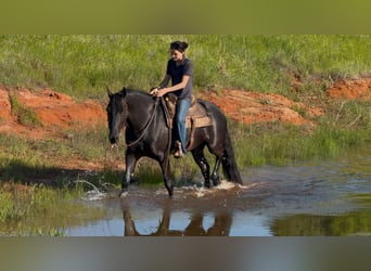 Frison Croisé, Hongre, 4 Ans, 155 cm, Noir