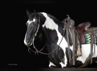 Frison, Hongre, 4 Ans, 155 cm, Overo-toutes couleurs