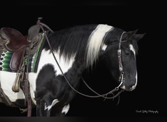 Frison, Hongre, 4 Ans, 155 cm, Overo-toutes couleurs
