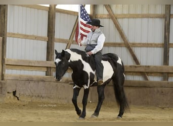 Frison, Hongre, 4 Ans, 155 cm, Overo-toutes couleurs