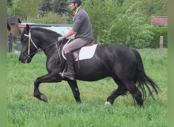 Frison Croisé, Hongre, 4 Ans, 158 cm, Noir