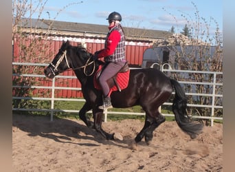 Frison Croisé, Hongre, 4 Ans, 158 cm, Noir