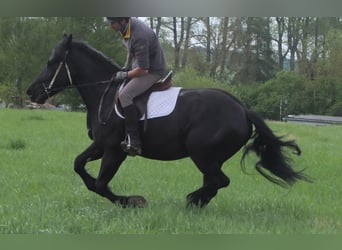 Frison Croisé, Hongre, 4 Ans, 158 cm, Noir