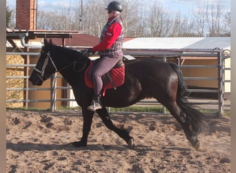 Frison Croisé, Hongre, 4 Ans, 158 cm, Noir
