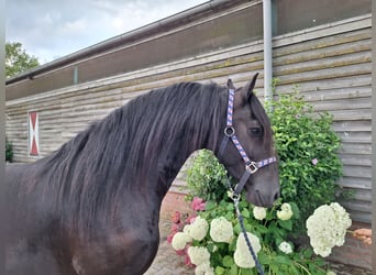 Frison, Hongre, 4 Ans, 158 cm, Noir