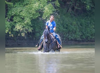 Frison Croisé, Hongre, 4 Ans, 160 cm, Rouan Bleu