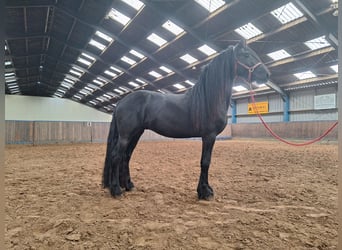 Frison, Hongre, 4 Ans, 162 cm, Noir