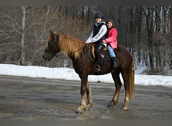 Frison, Hongre, 4 Ans, 163 cm, Alezan brûlé