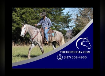 Frison, Hongre, 4 Ans, 163 cm, Gris