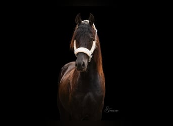 Frison, Hongre, 4 Ans, 163 cm, Noir