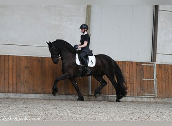 Frison, Hongre, 4 Ans, 163 cm, Noir