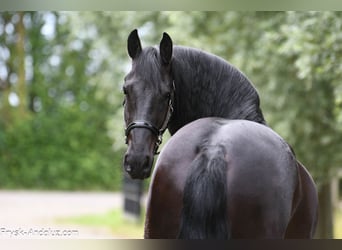 Frison, Hongre, 4 Ans, 163 cm, Noir