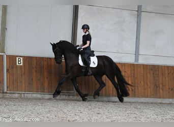 Frison, Hongre, 4 Ans, 163 cm, Noir