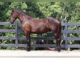 Frison Croisé, Hongre, 4 Ans, 163 cm, Noir