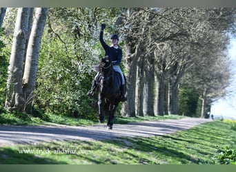 Frison, Hongre, 4 Ans, 163 cm, Noir