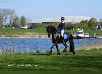 Frison, Hongre, 4 Ans, 163 cm, Noir