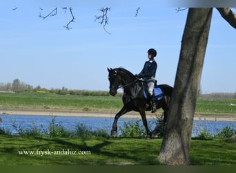 Frison, Hongre, 4 Ans, 163 cm, Noir