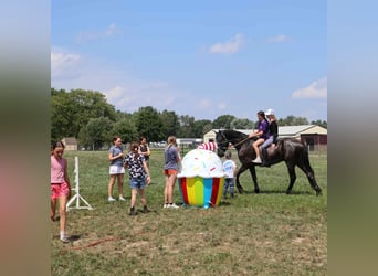 Frison, Hongre, 4 Ans, 163 cm, Noir
