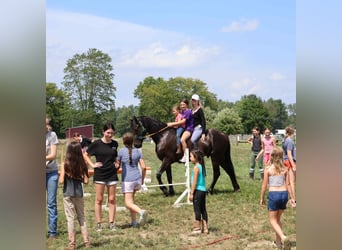 Frison, Hongre, 4 Ans, 163 cm, Noir