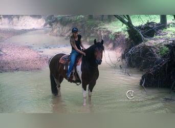 Frison, Hongre, 4 Ans, 163 cm
