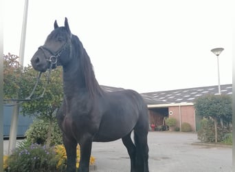 Frison, Hongre, 4 Ans, 164 cm, Noir