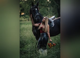 Frison Croisé, Hongre, 4 Ans, 165 cm, Noir