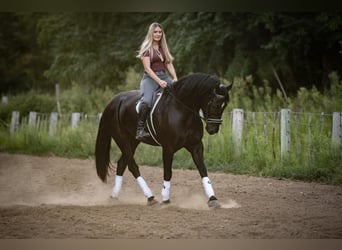 Frison Croisé, Hongre, 4 Ans, 165 cm, Noir