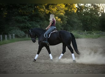 Frison Croisé, Hongre, 4 Ans, 165 cm, Noir