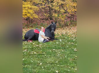 Frison Croisé, Hongre, 4 Ans, 165 cm, Noir