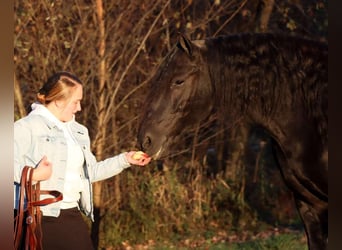 Frison Croisé, Hongre, 4 Ans, 165 cm, Noir