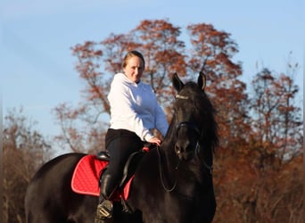 Frison Croisé, Hongre, 4 Ans, 165 cm, Noir