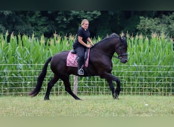 Frison Croisé, Hongre, 4 Ans, 165 cm, Noir