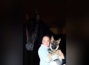 Frison Croisé, Hongre, 4 Ans, 165 cm, Noir