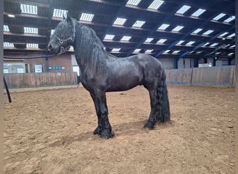 Frison, Hongre, 4 Ans, 165 cm, Noir