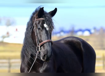 Frison Croisé, Hongre, 4 Ans, 165 cm, Noir