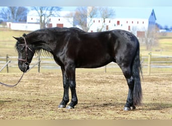 Frison Croisé, Hongre, 4 Ans, 165 cm, Noir