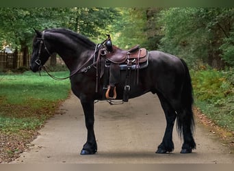 Frison, Hongre, 4 Ans, 168 cm, Noir