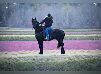 Frison, Hongre, 4 Ans, 168 cm, Noir
