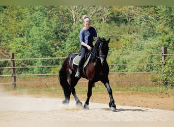 Frison, Hongre, 4 Ans, 168 cm, Noir