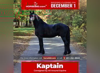 Frison, Hongre, 4 Ans, 168 cm, Noir