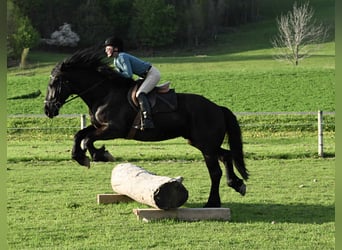 Frison, Hongre, 4 Ans, 168 cm, Noir