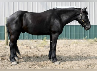 Frison, Hongre, 4 Ans, 168 cm, Noir