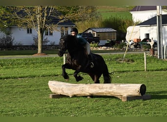 Frison, Hongre, 4 Ans, 168 cm, Noir