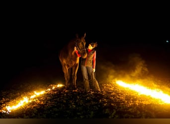 Frison Croisé, Hongre, 4 Ans, 168 cm, Noir