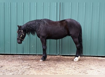 Frison Croisé, Hongre, 4 Ans, 170 cm, Noir